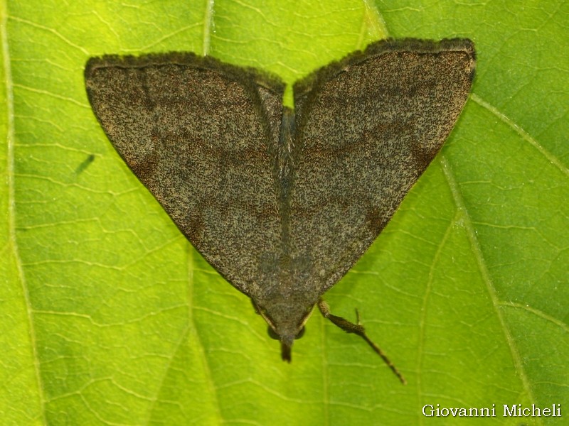 Herminia tarsicrinalis? No, Pechipogo strigilata - Erebidae